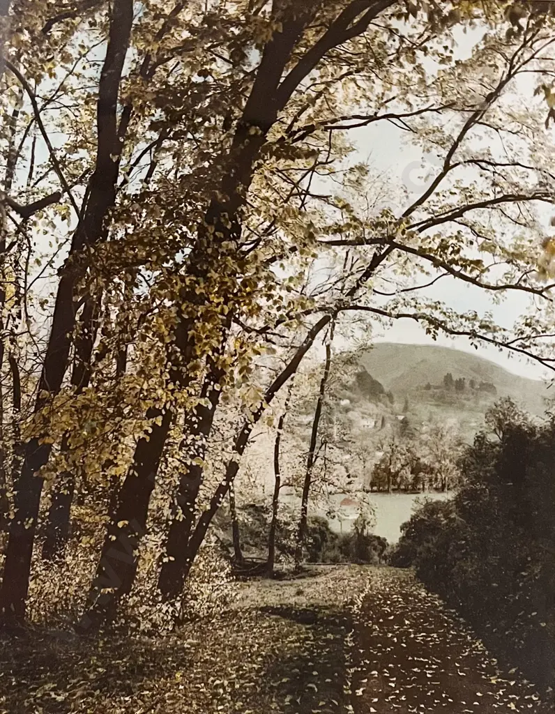 Ellis Dudgeon - Autumn Archway Botanical Gardens Nelson Image 1++