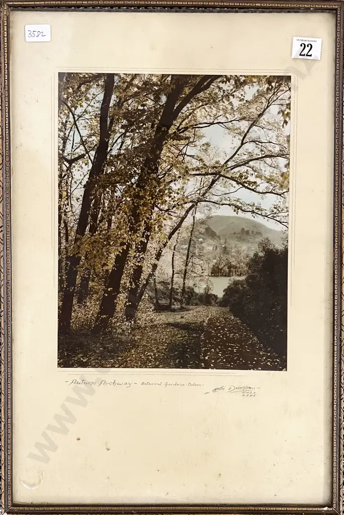 Ellis Dudgeon - Autumn Archway Botanical Gardens Nelson Image 1++