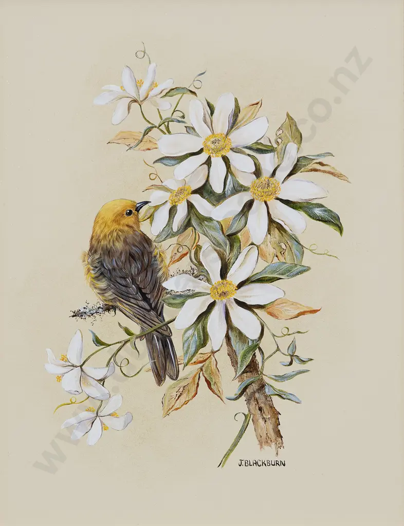 Jeanette Blackburn (b 1940) - NZ Yellowhead on Clematis Image 1++