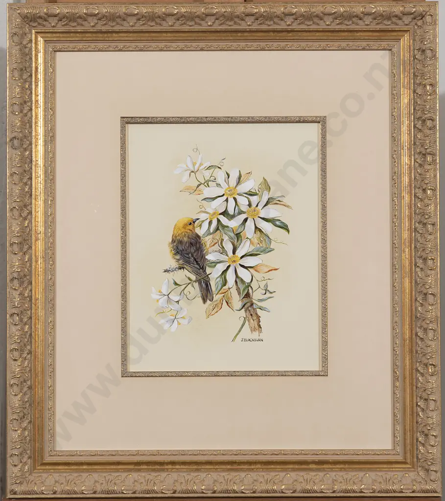 Jeanette Blackburn (b 1940) - NZ Yellowhead on Clematis Image 1++