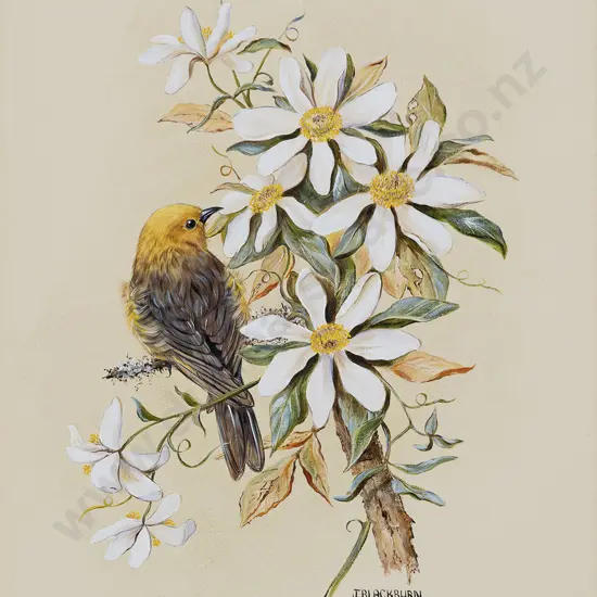Jeanette Blackburn (b 1940) - NZ Yellowhead on Clematis
