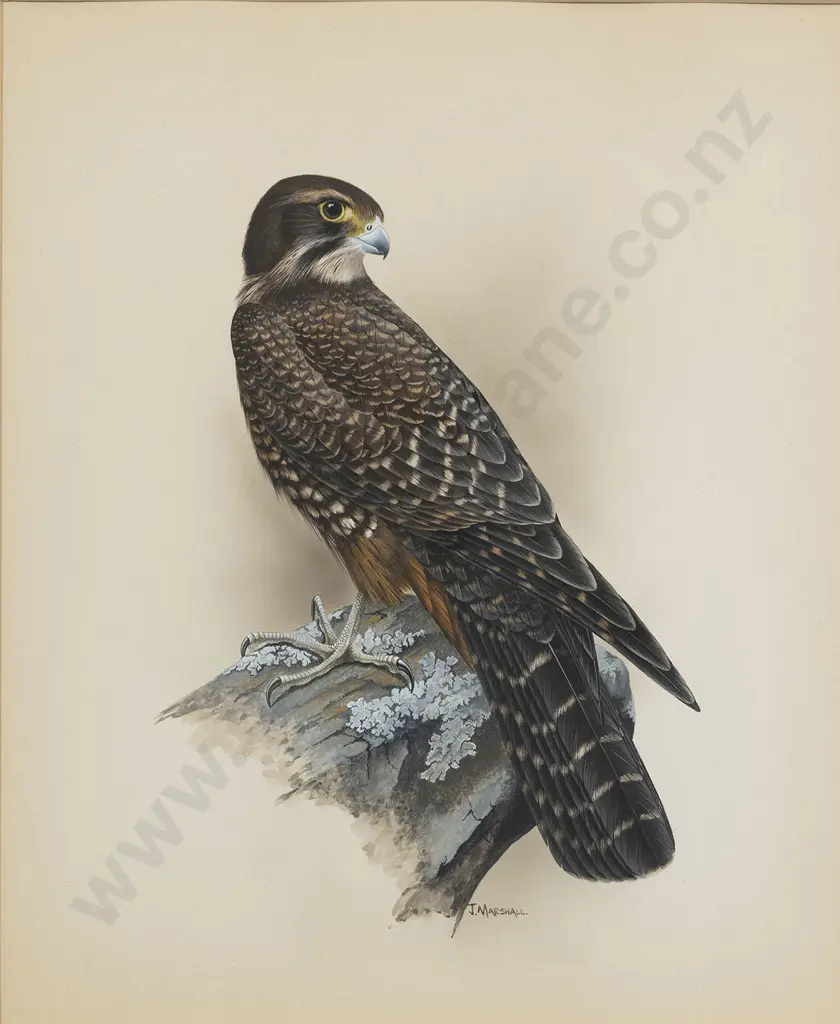 Janet Marshall (b 1947) - New Zealand Falcon Image 1++