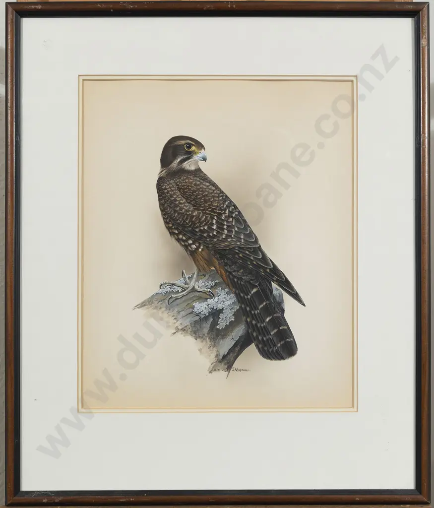 Janet Marshall (b 1947) - New Zealand Falcon Image 1++