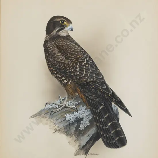 Janet Marshall (b 1947) - New Zealand Falcon