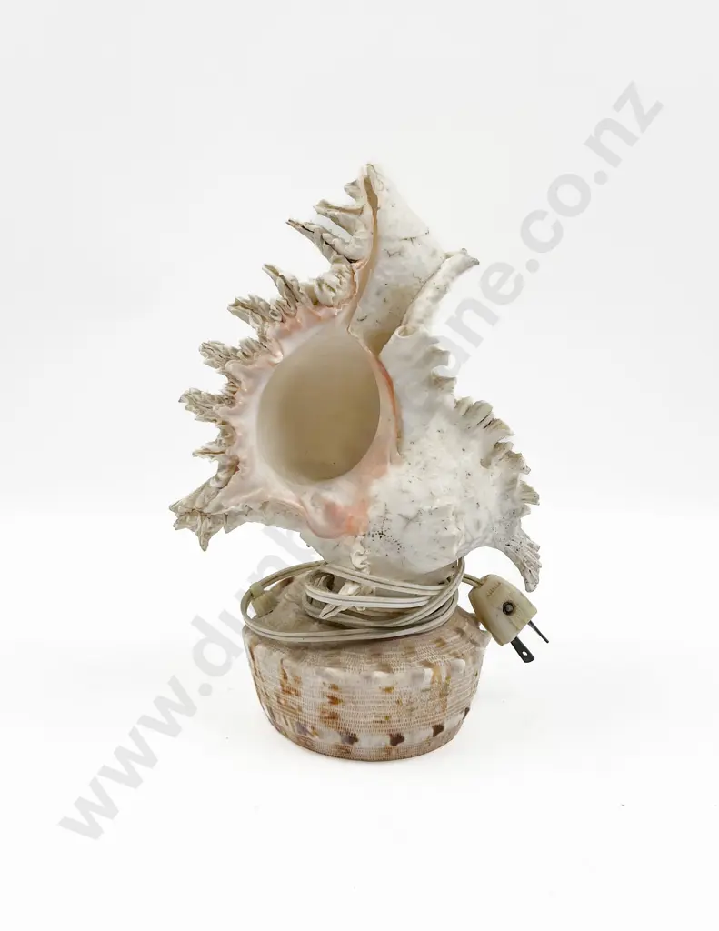 Cameo Shell Lamp Image 1++