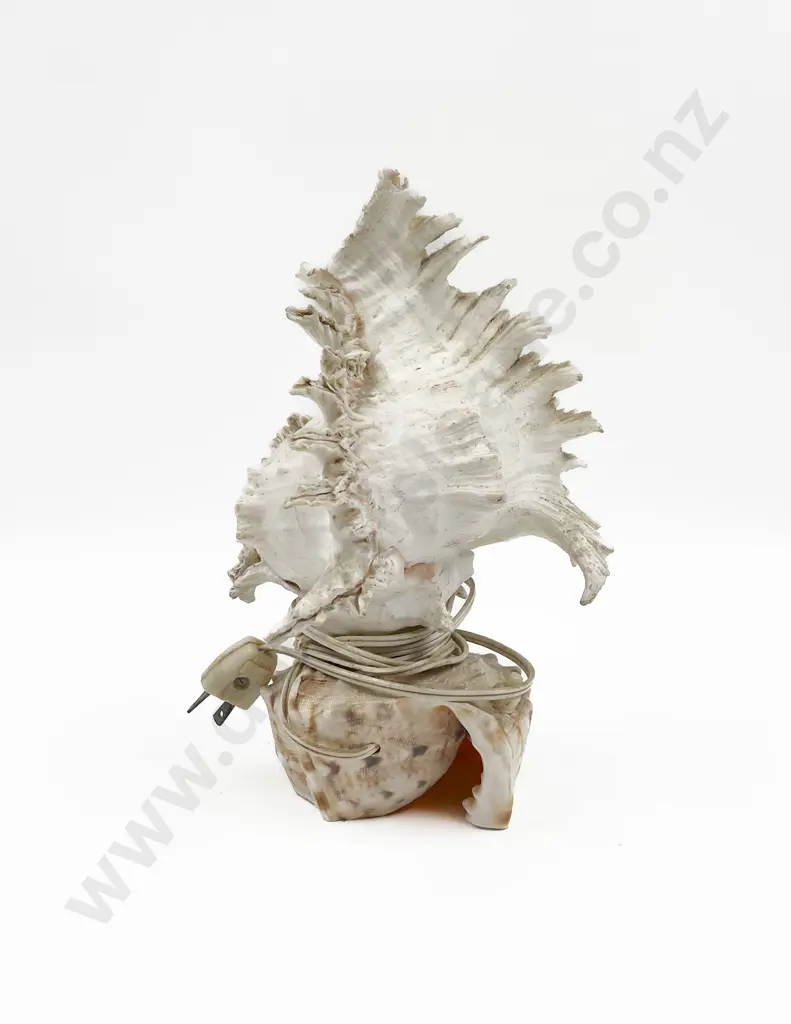 Cameo Shell Lamp Image 1++