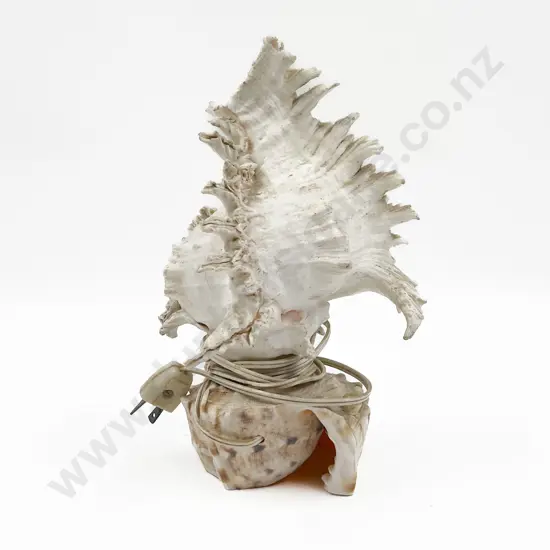 Cameo Shell Lamp