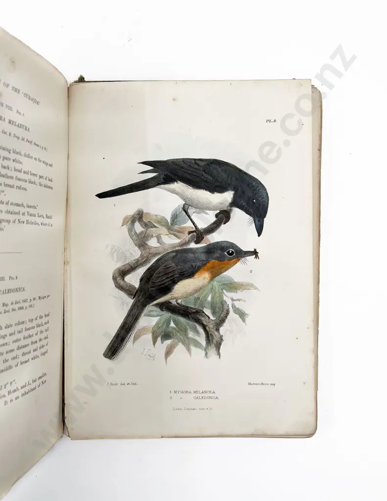 Brenchley Julius L - Jottings During The Cruise Of The H.M.S. Curacoa Among The South Sea Islands In 1865 Image 1++