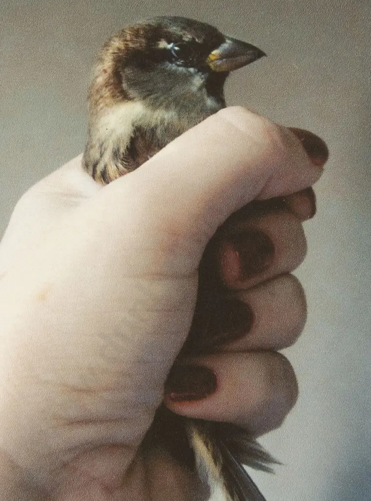 Fiona Pardington (b 1961) - Bird in Fist Image 1++