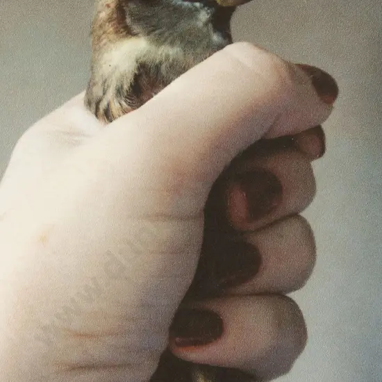 Fiona Pardington (b 1961) - Bird in Fist