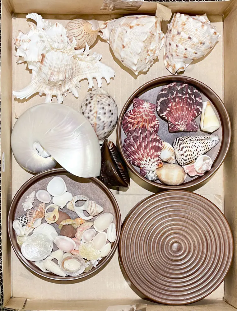 Quantity of Assorted Shells etc Image 1++