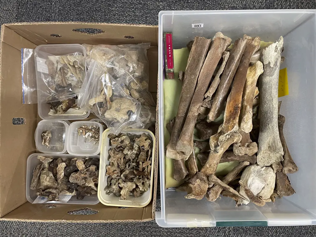 Box Of Assorted Moa Bones Image 1++