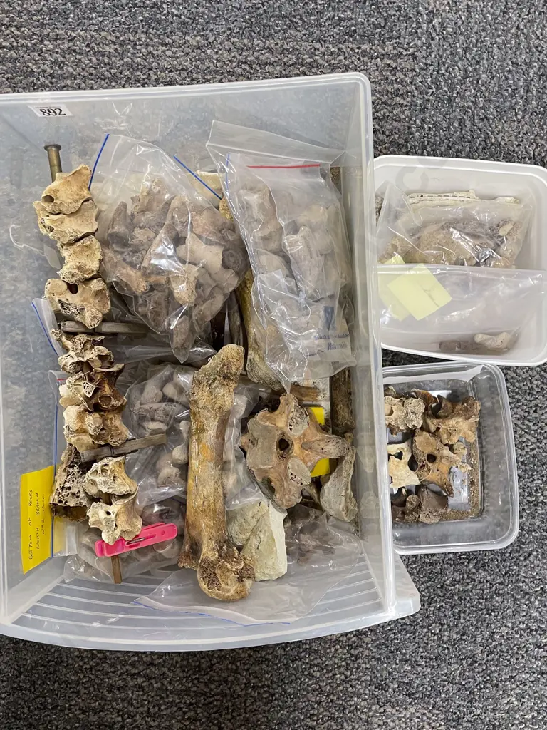 Box Of Assorted Moa Bones Image 1++