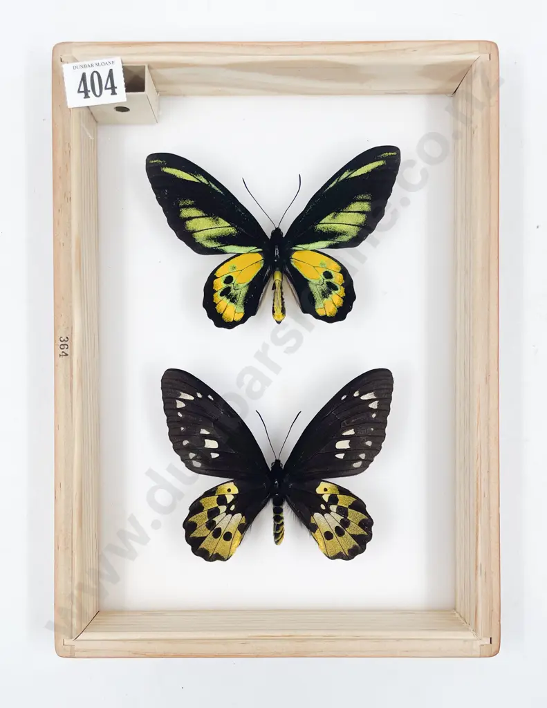 Two Exotic Butterfly Specimens Image 1++