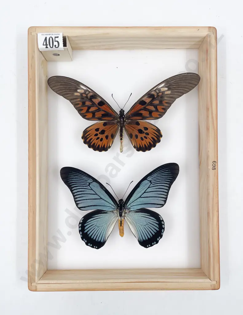 Two Exotic Butterfly Specimens Image 1++