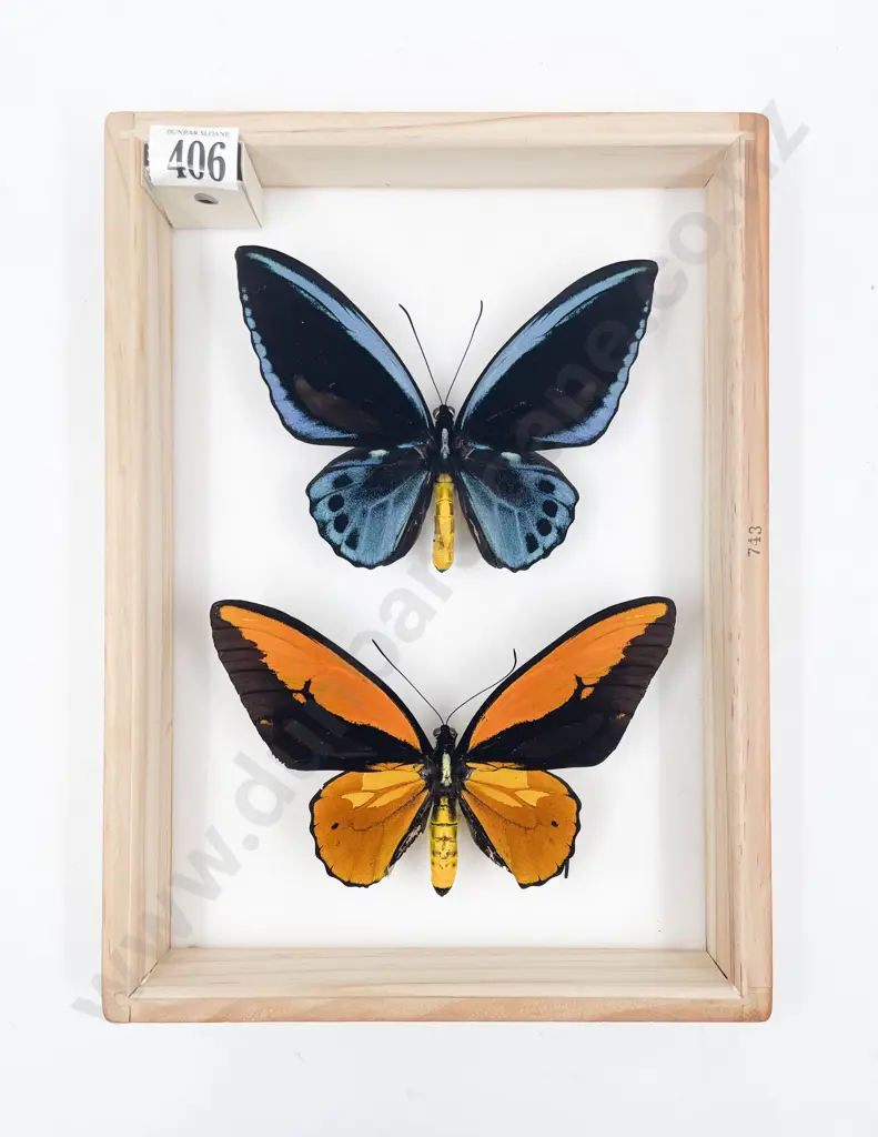Two Exotic Butterfly Specimens Image 1++
