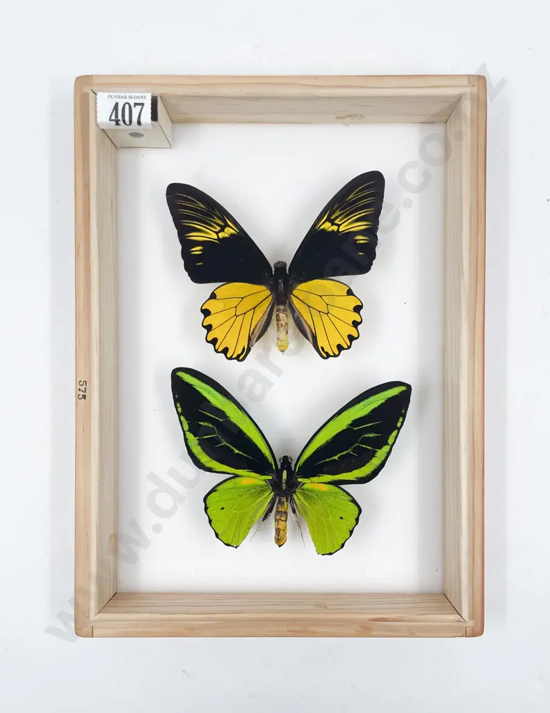 Two Exotic Butterfly Specimens Image 1++