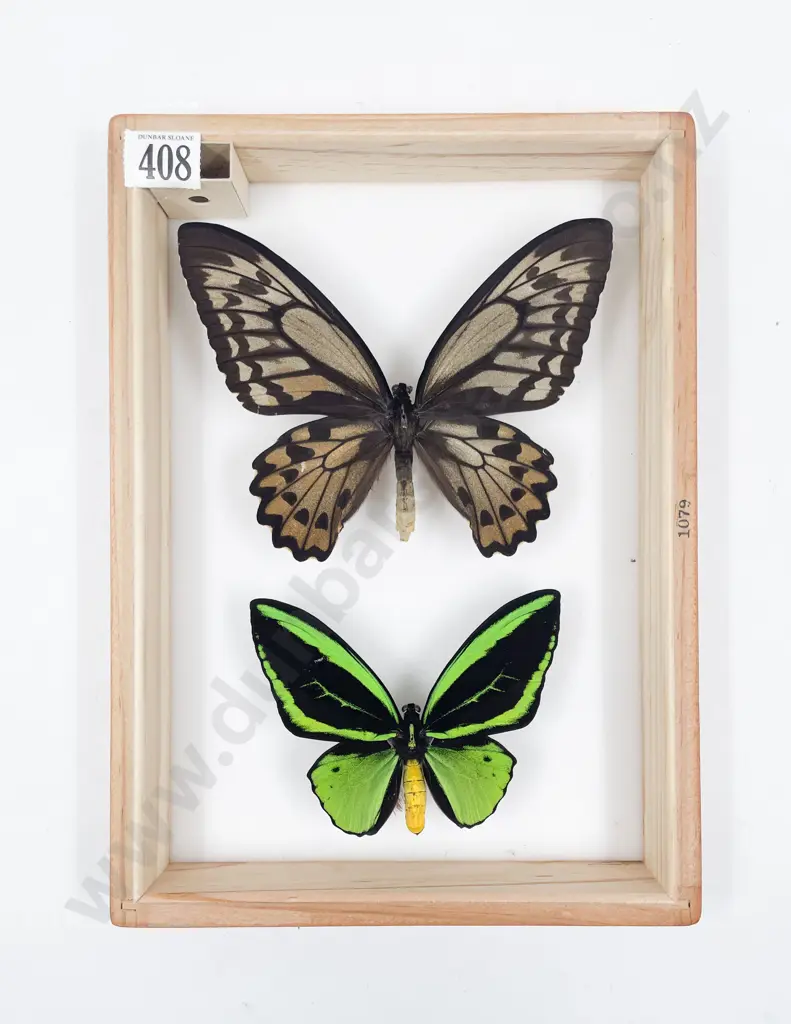 Two Exotic Butterfly Specimens Image 1++