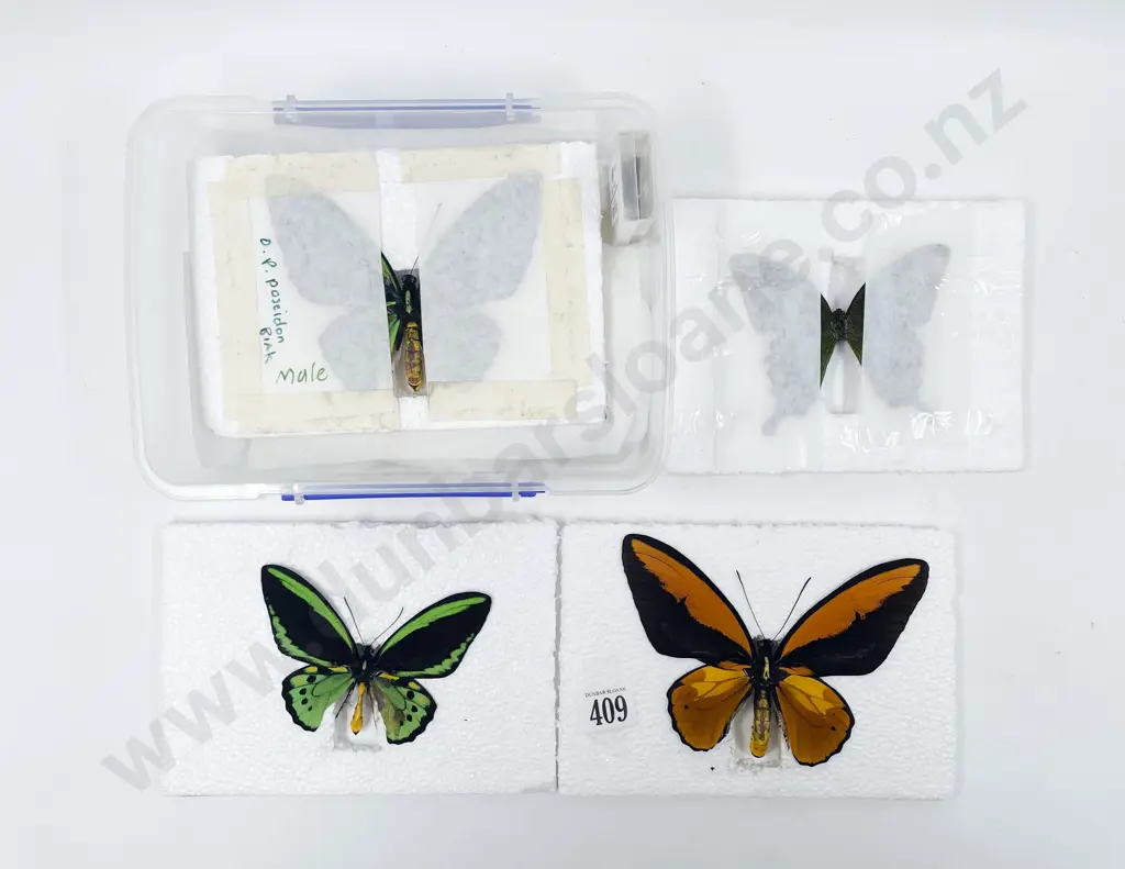 Four Unmounted Exotic Butterfly Specimens Image 1++