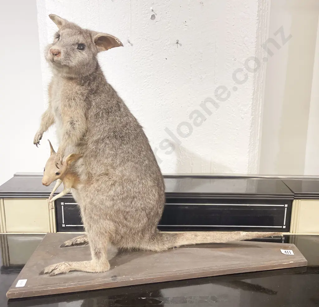 Taxidermy Wallaby Image 1++