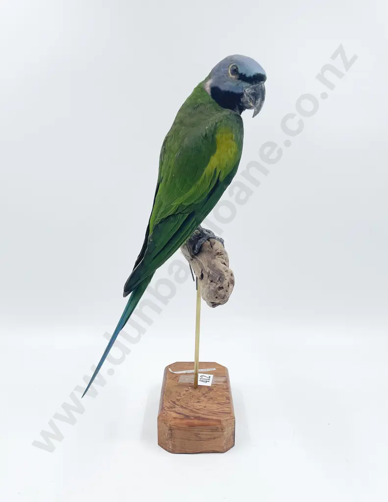 Taxidermy Moustache Parrot Image 1++