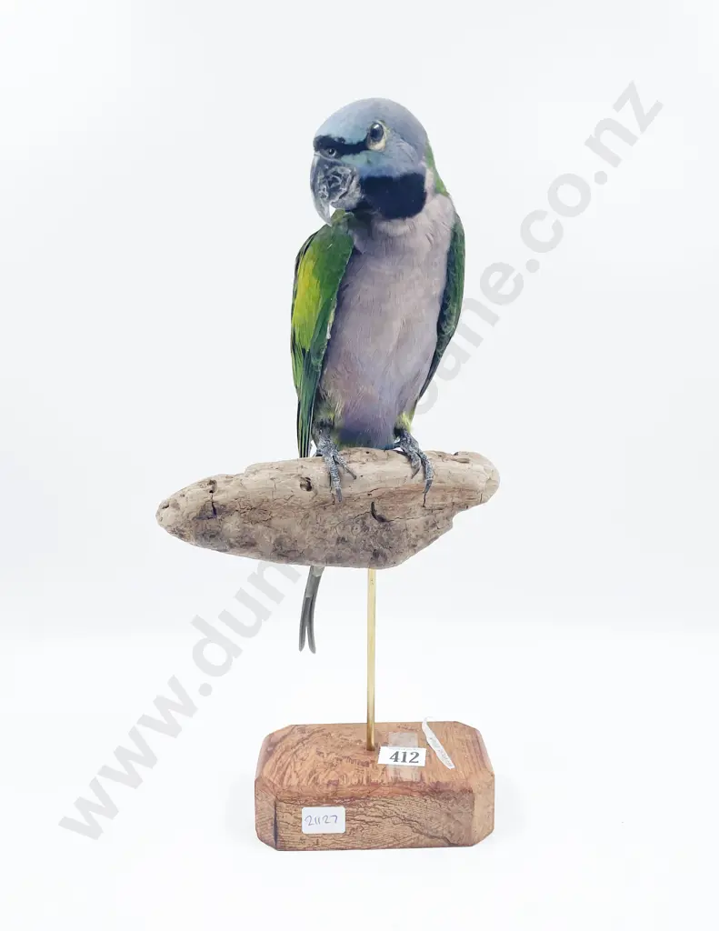 Taxidermy Moustache Parrot Image 1++