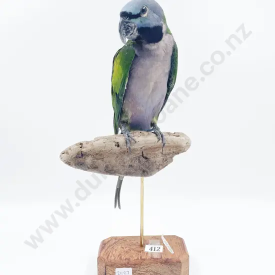 Taxidermy Moustache Parrot