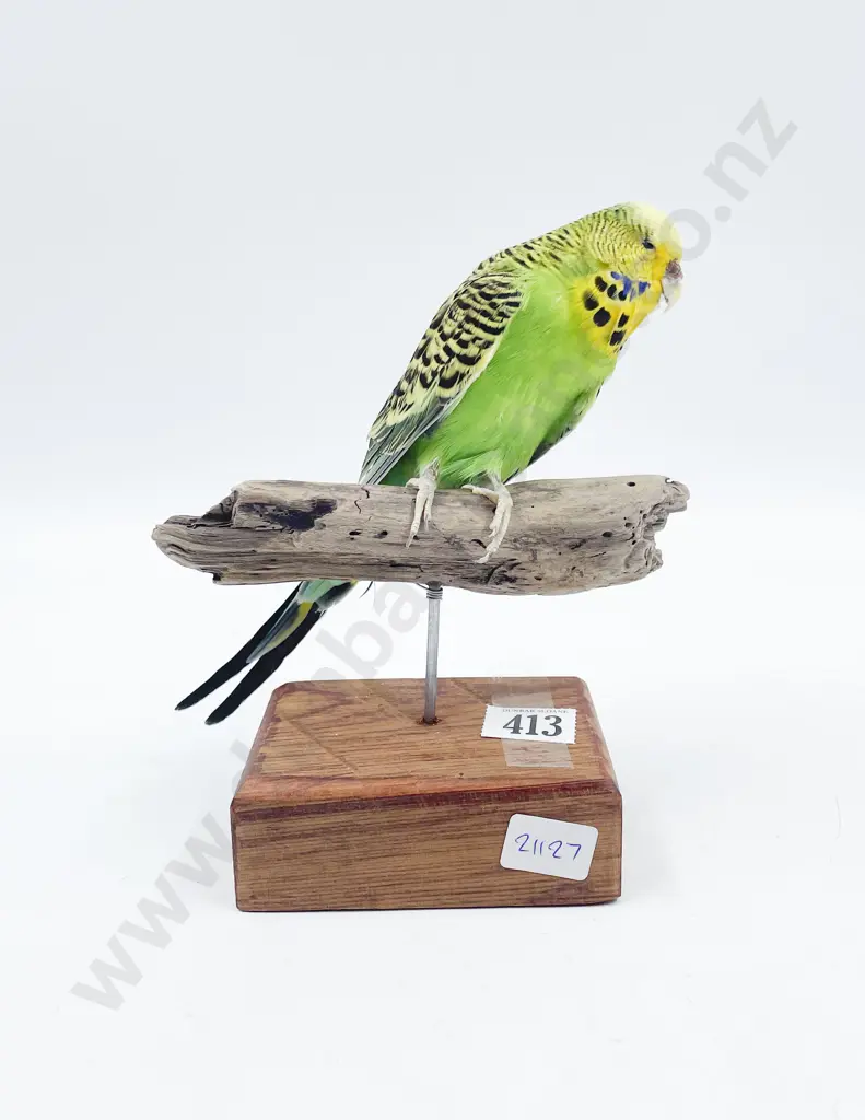 Taxidermy Budgie Image 1++