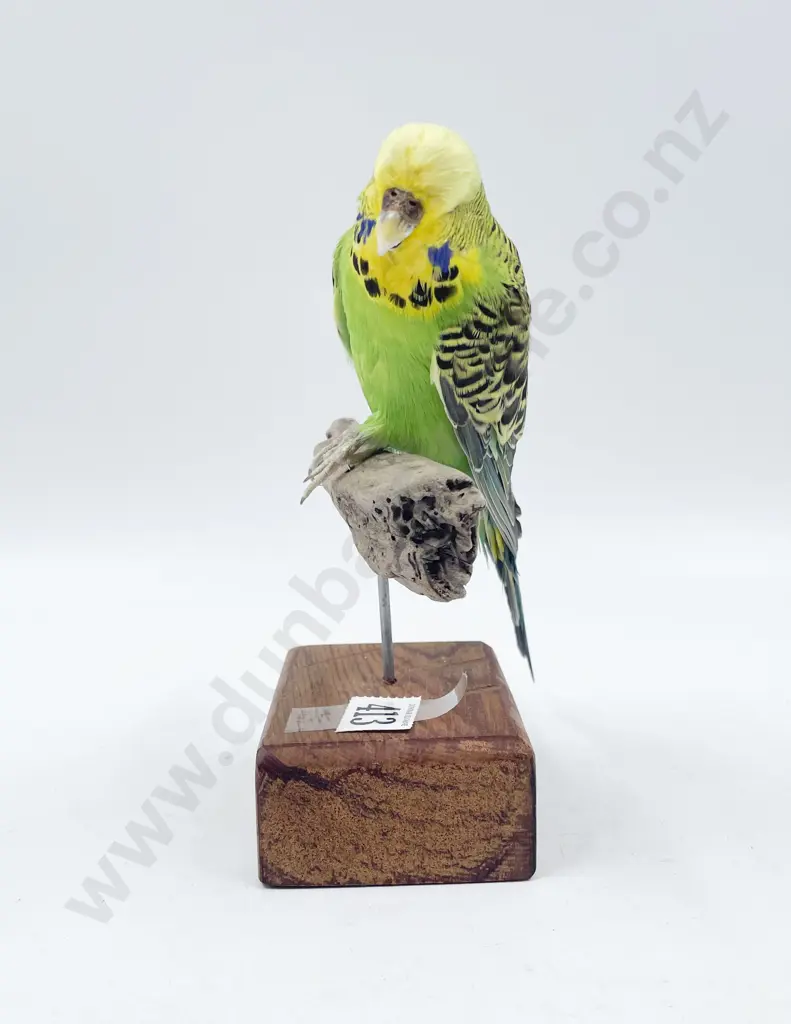 Taxidermy Budgie Image 1++
