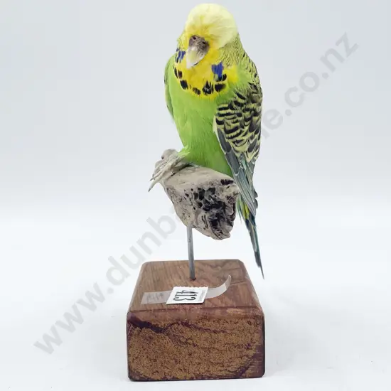 Taxidermy Budgie