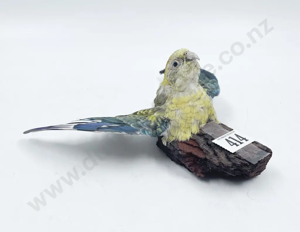 Taxidermy Bourke's Parrot Image 1++