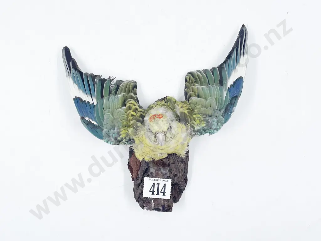 Taxidermy Bourke's Parrot Image 1++