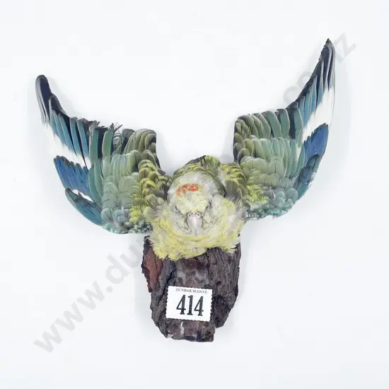 Taxidermy Bourke's Parrot