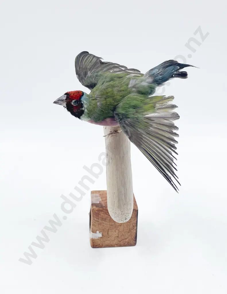 Taxidermy Gouldian Finch Image 1++