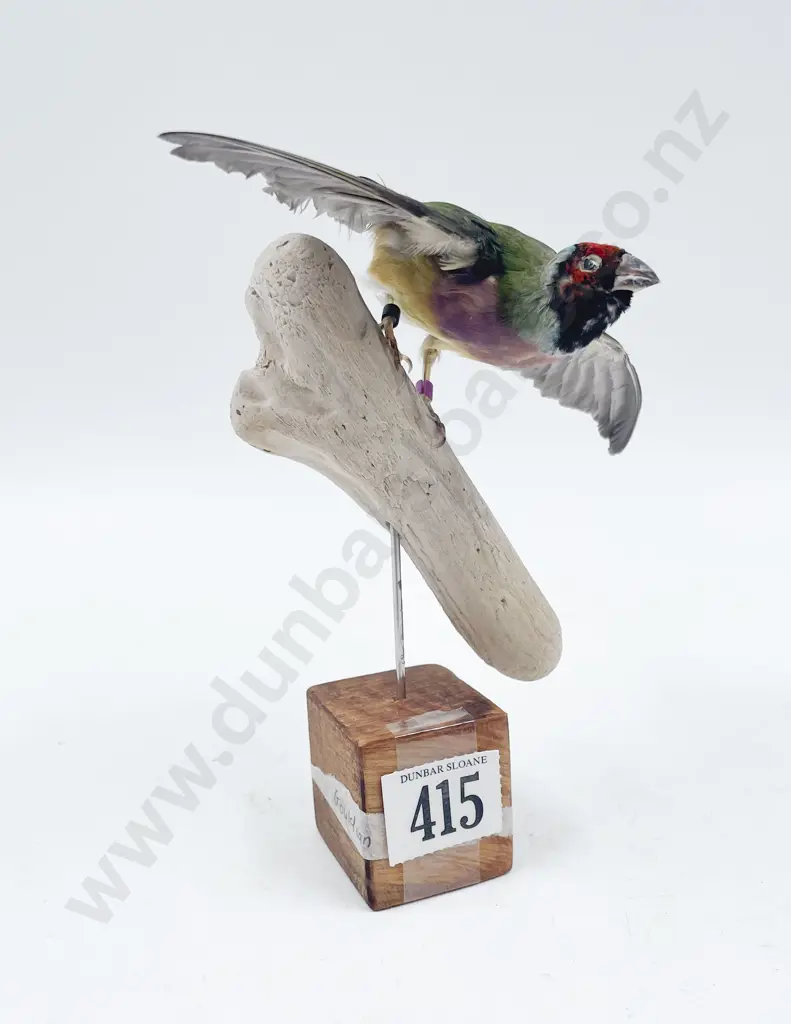 Taxidermy Gouldian Finch Image 1++