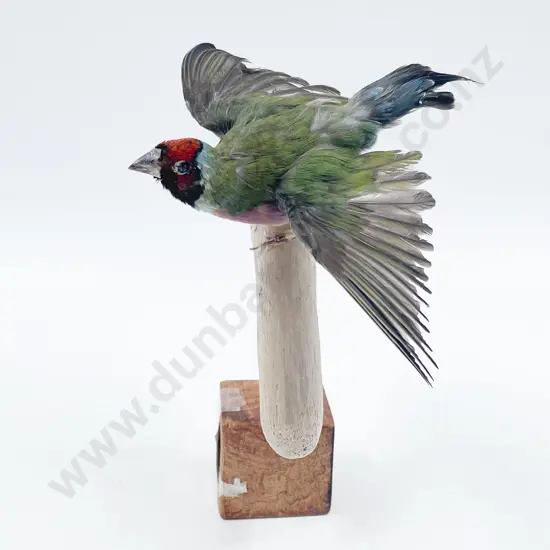 Taxidermy Gouldian Finch
