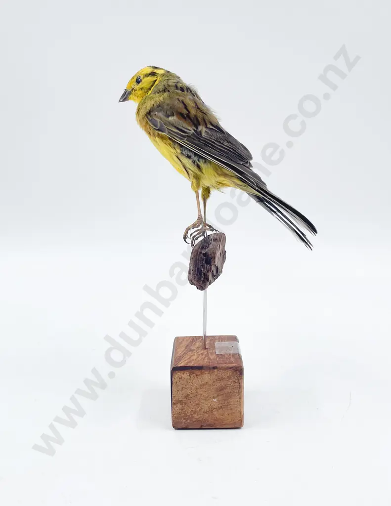 Taxidermy Yellow Hammer Image 1++