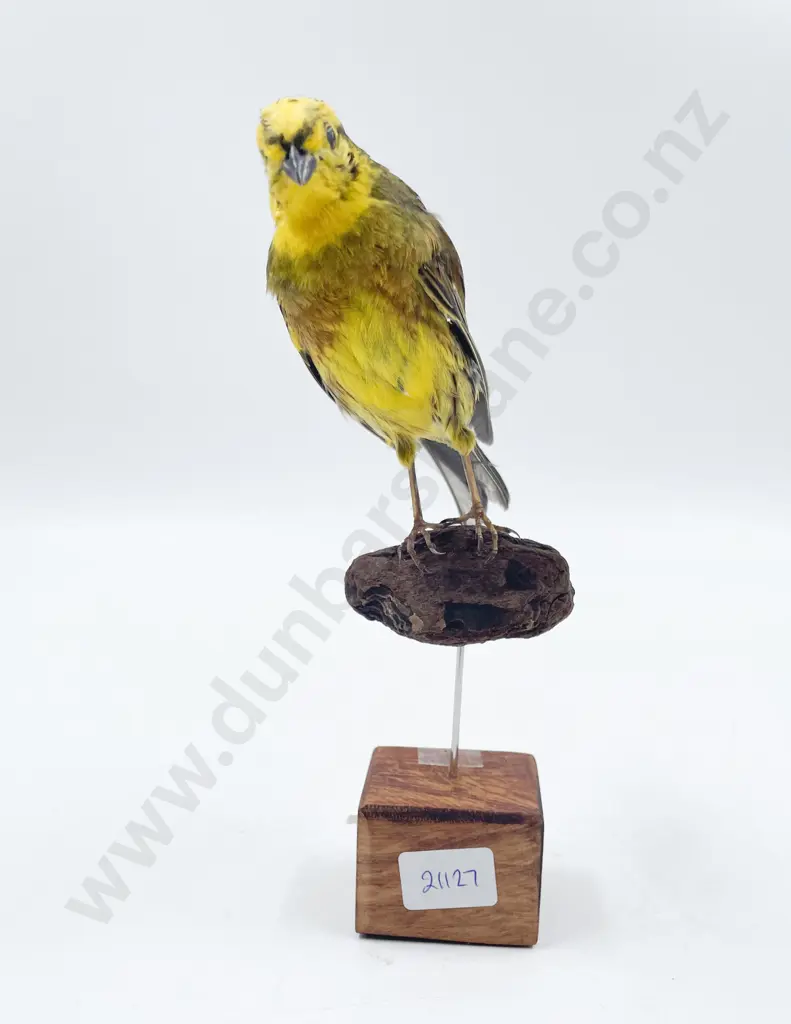Taxidermy Yellow Hammer Image 1++