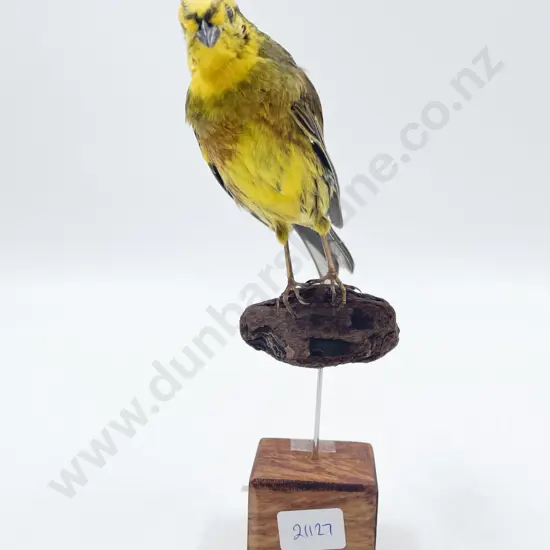 Taxidermy Yellow Hammer