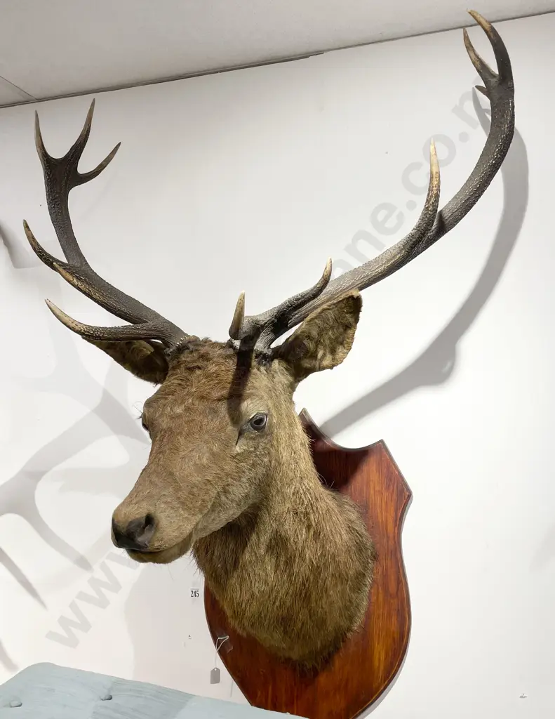 Taxidermy Stag Head on Wooden Shield Mount Image 1++
