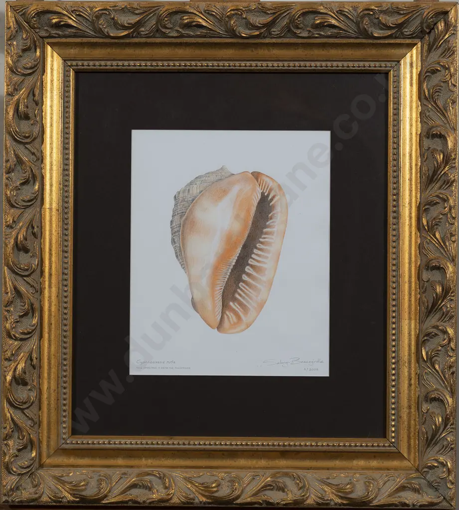 Selwyn Bracegirdle - Cypraecassis Rufa Image 1++