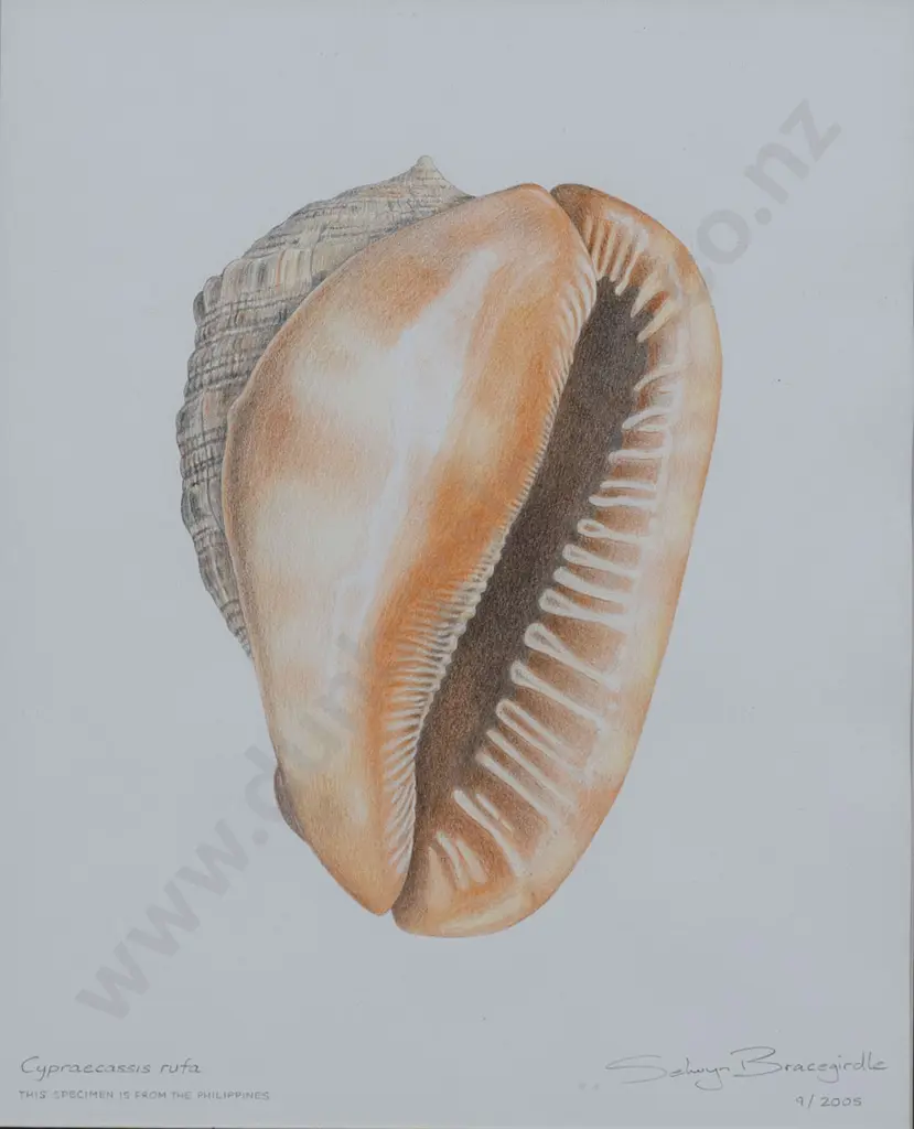 Selwyn Bracegirdle - Cypraecassis Rufa Image 1++
