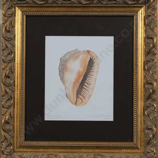 Selwyn Bracegirdle - Cypraecassis Rufa