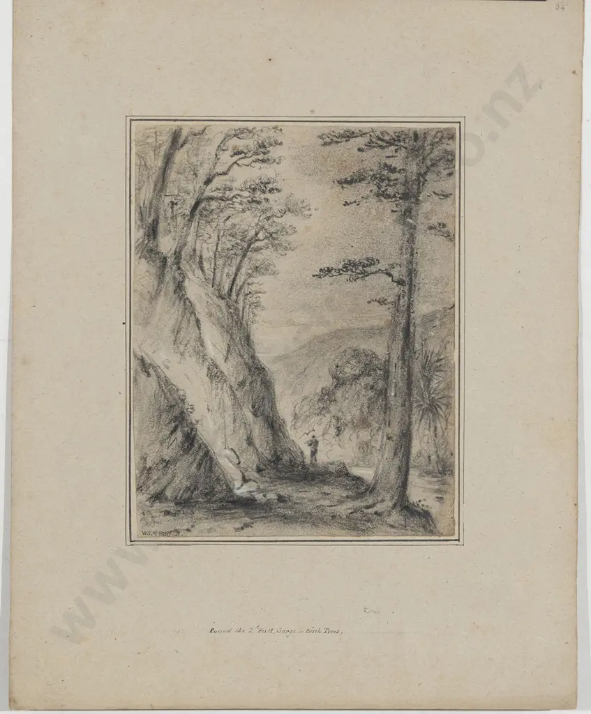 William Swainson (1789 - 1855) - Round the 2nd Hutt Gorge - Birch Trees Image 1++