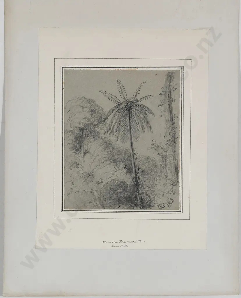 William Swainson (1789 - 1855) - Black Tree Fern Near The Taita Lower Hutt Image 1++