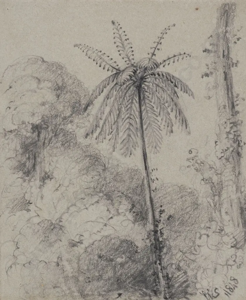 William Swainson (1789 - 1855) - Black Tree Fern Near The Taita Lower Hutt Image 1++