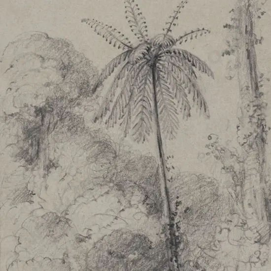 William Swainson (1789 - 1855) - Black Tree Fern Near The Taita Lower Hutt