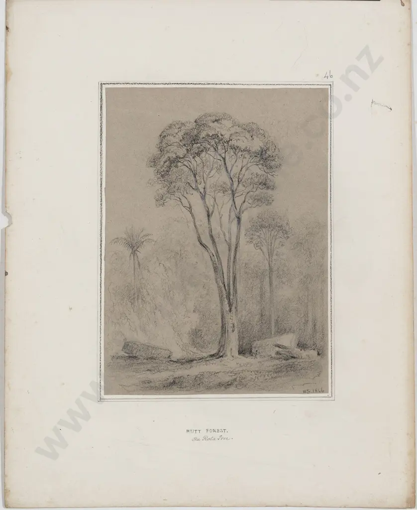 William Swainson (1789 - 1855) - Hutt Forest The Rata Tree Image 1++
