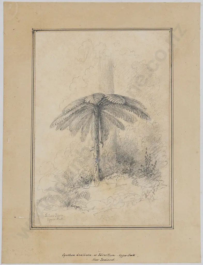 William Swainson (1789 - 1855) - Silver Fern Upper Hutt Image 1++