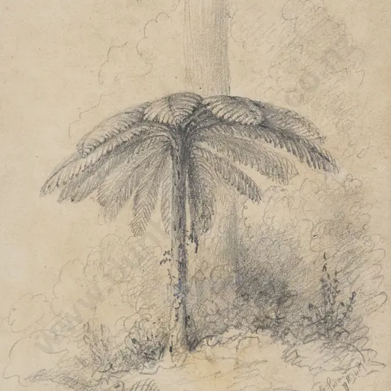 William Swainson (1789 - 1855) - Silver Fern Upper Hutt